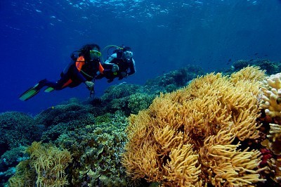 Diving Bunaken