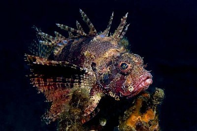 Diving Lembeh Strait