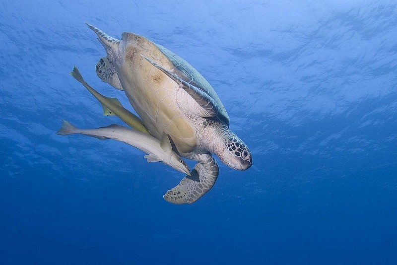 Dive the Bunaken National Park in North Sulawesi - Safari Tours