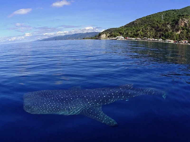 Miguel’s Diving Gorontalo