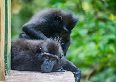 Black Macaques