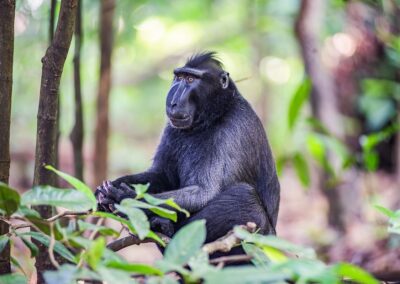 Black Macaque, Tangkoko