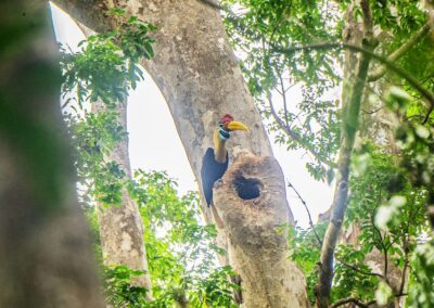 Knobbed Hornbill