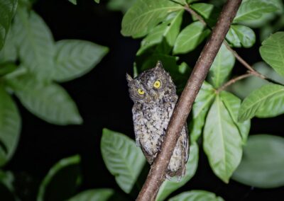 Scops Owl