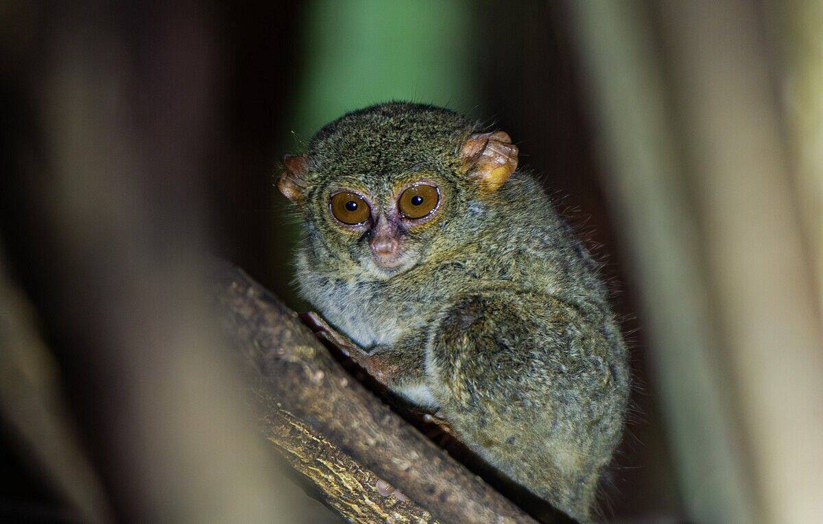 Tarsier