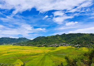 Spiderweb Ricefields